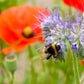 Glückspuppe mit 2 Blossombs-Blumenbomben