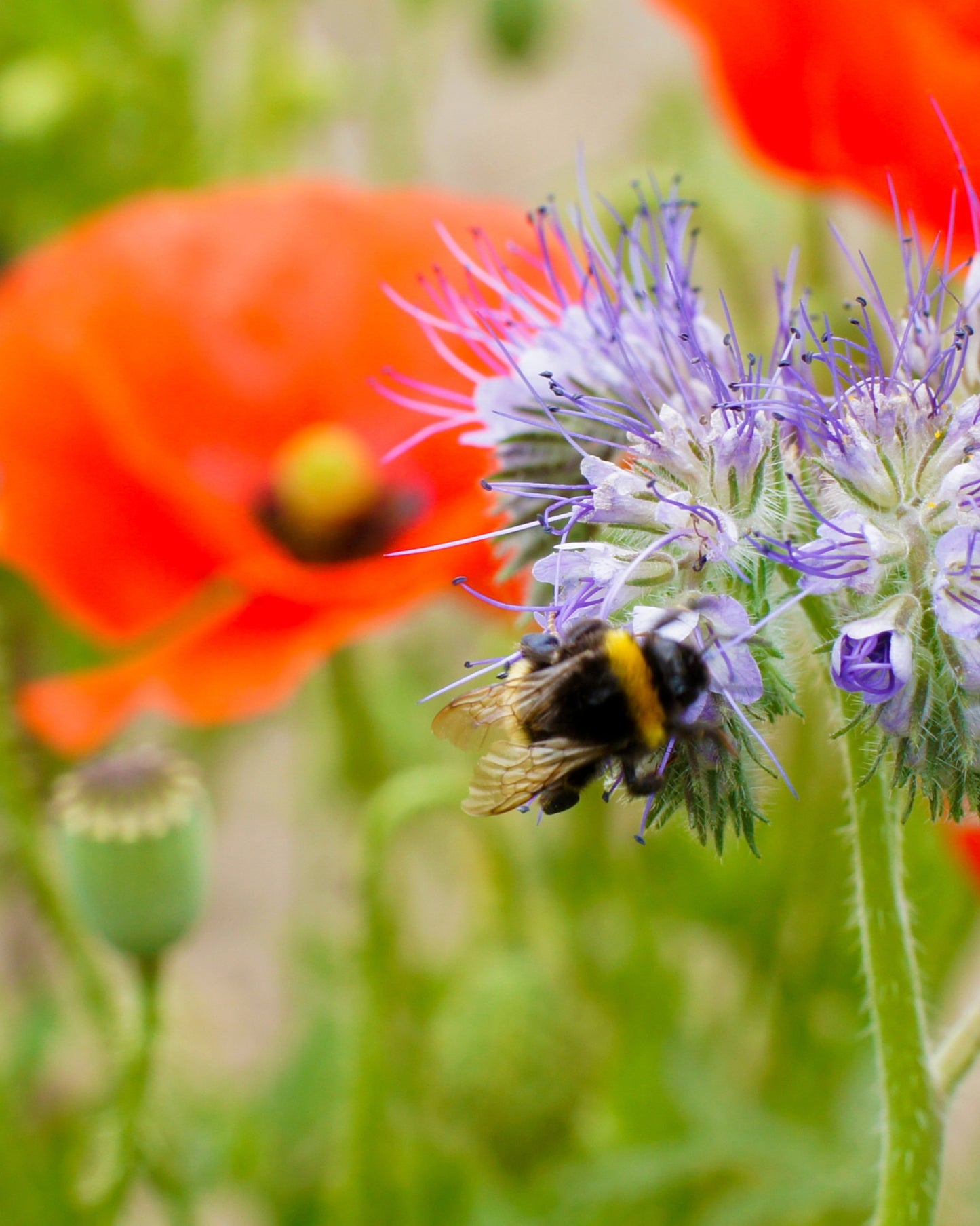 Glückspuppe mit 2 Blossombs-Blumenbomben